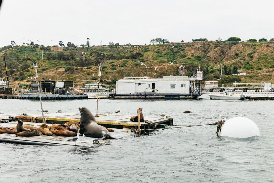 San Diego: SEAL City Tour by Amphibious Bus - Practical Tips That Make the Day Easier