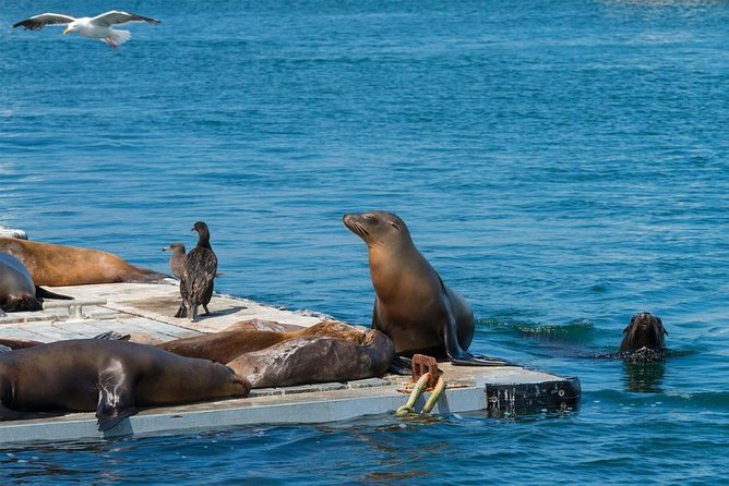 San Diego Seal Tour - Landmarks You Pass: SeaWorld, Vacation Isle, Maritime Museum, and USS Midway