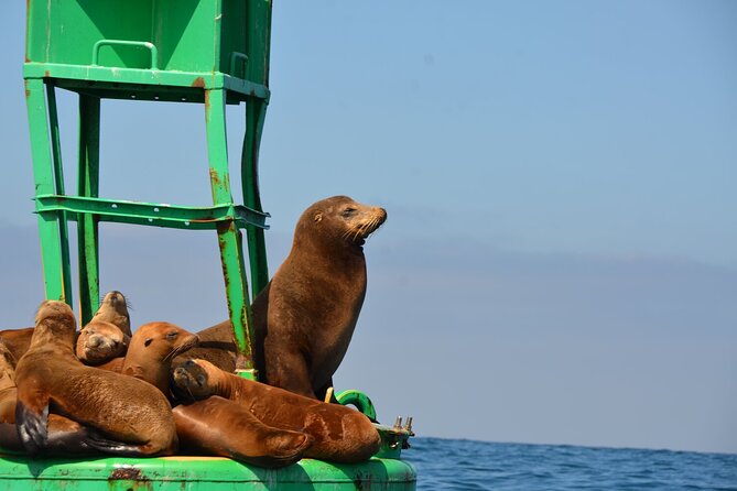 San Diego Sunset or Afternoon Sail on Classic Yacht - Coronado Island: Relaxation Plus Real Things to Do