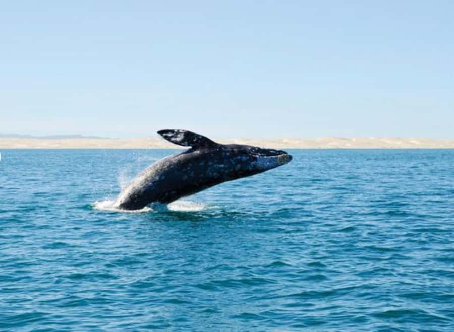San Diego: Whale and Dolphin Watching Cruise - Key Highlights You Can Count On