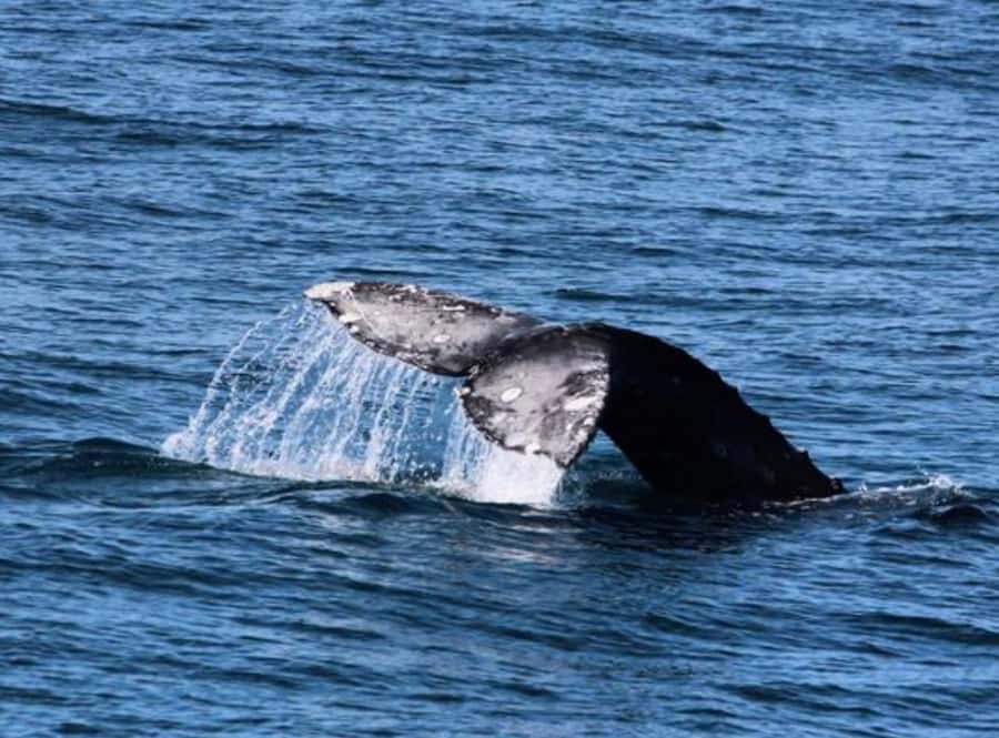 San Diego: Whale and Dolphin Watching Cruise - San Diego Harbor Check-In: Pier 2 Is Your Starting Line