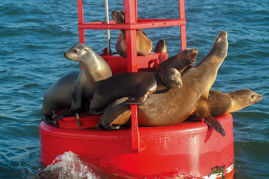 San Diego: Whale and Dolphin Watching Cruise - Who This Cruise Fits Best (and Who Should Rethink It)