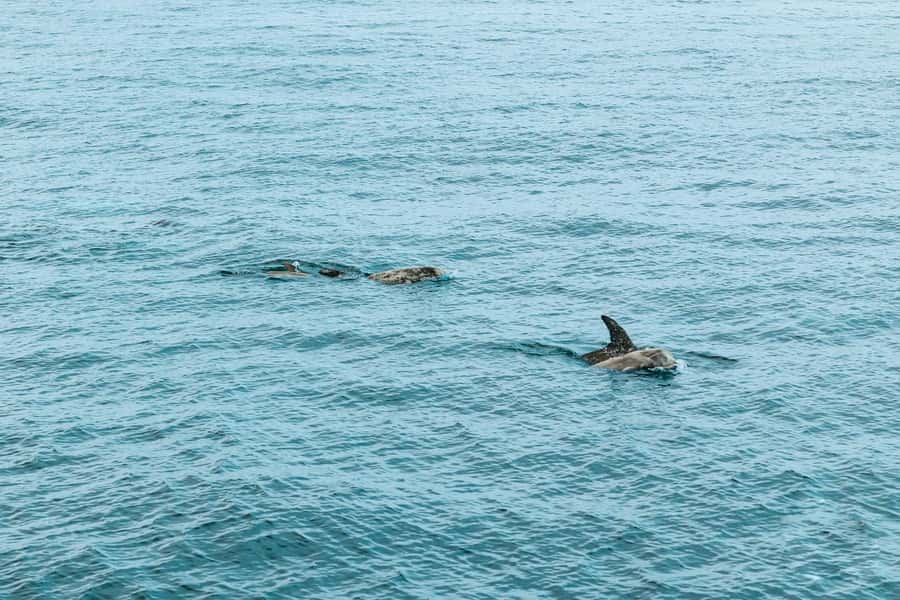 San Diego: Whale and Dolphin Watching Cruise - Practical Tips So You Don’t Waste Your Sighting Time