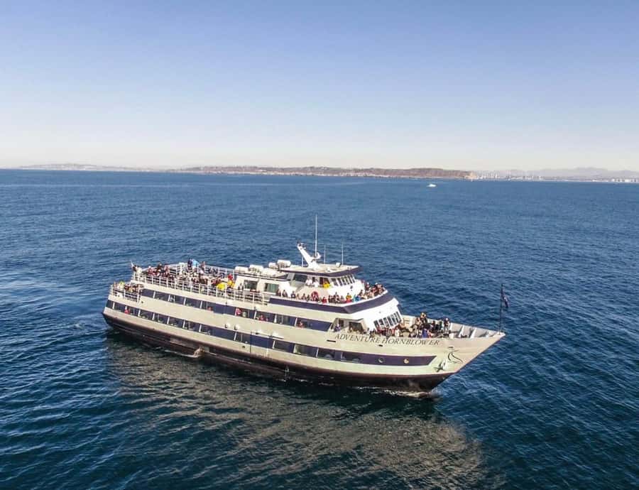 San Diego: Whale and Dolphin Watching Cruise - The Seasonal Whale Story: Gray in Winter-Spring, Blue in Summer