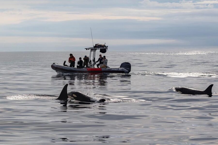 San Diego: Whale and Dolphin Watching Speedboat Tour - Key reasons this speedboat whale watch works