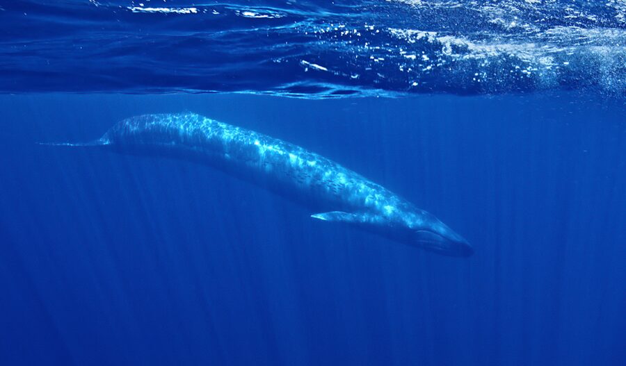San Diego: Whale and Dolphin Watching Speedboat Tour - Who should book this San Diego speedboat whale watch