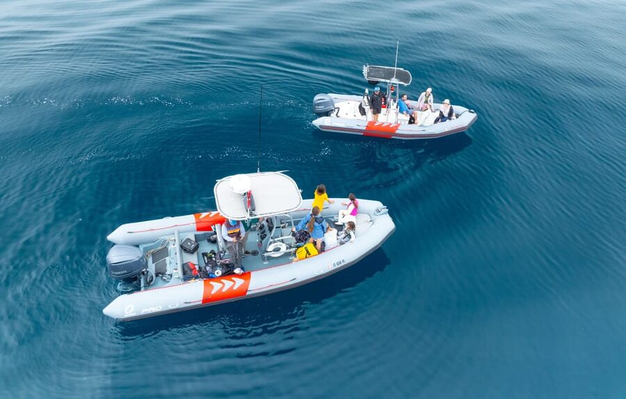 San Diego: Whale and Dolphin Watching Speedboat Tour - Seasonal whale spotting: gray, blue, and humpbacks (plus orca odds)