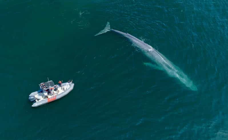 San Diego: Whale and Dolphin Watching Speedboat Tour - The dolphin experience can steal the show