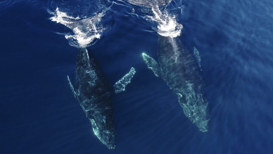 San Diego: Whale and Dolphin Watching Speedboat Tour - Marine biologists on board: turning sightings into knowledge
