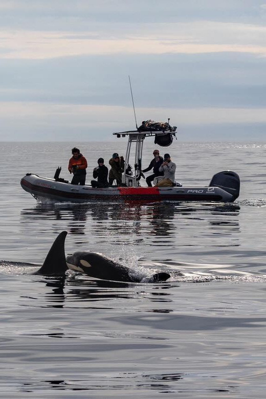 San Diego: Whale and Dolphin Watching Speedboat Tour - Price and value: what $188 buys you