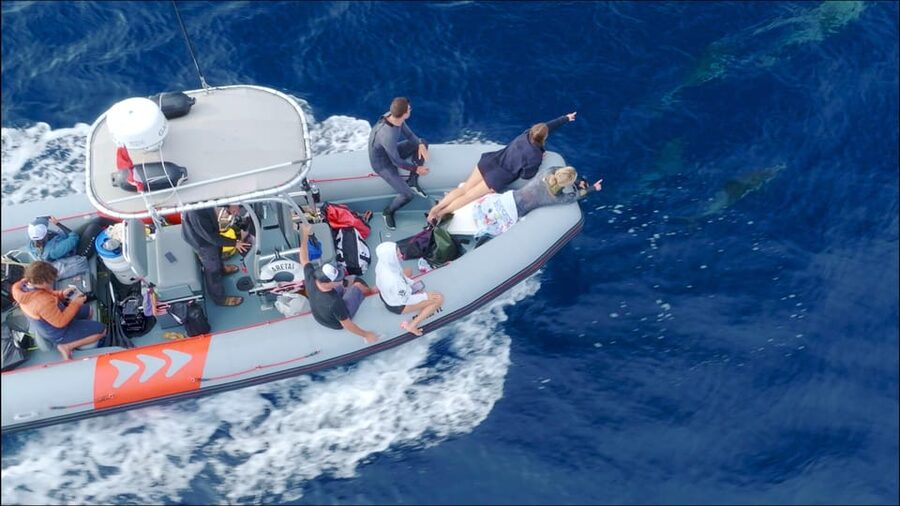 San Diego: Whale and Dolphin Watching Speedboat Tour - Timing, what to bring, and the comfort checklist