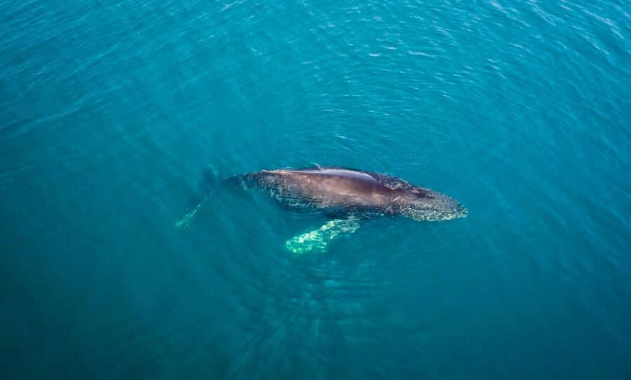 San Diego: Whale and Dolphin Watching Speedboat Tour - Getting the best odds: how to think like a captain