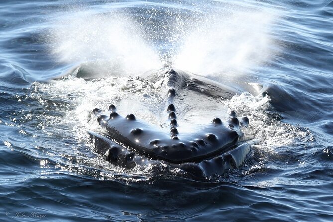 San Diego Whale/Dolphin Watching Cruise Aboard Luxury Vessel - Meet the Peregrine at H&M Landing (2803 Emerson St)