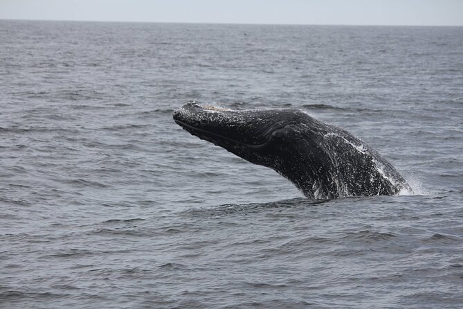San Diego Whale/Dolphin Watching Cruise Aboard Luxury Vessel - What You Might See: Whales, Dolphins, Sea Lions, and Birds