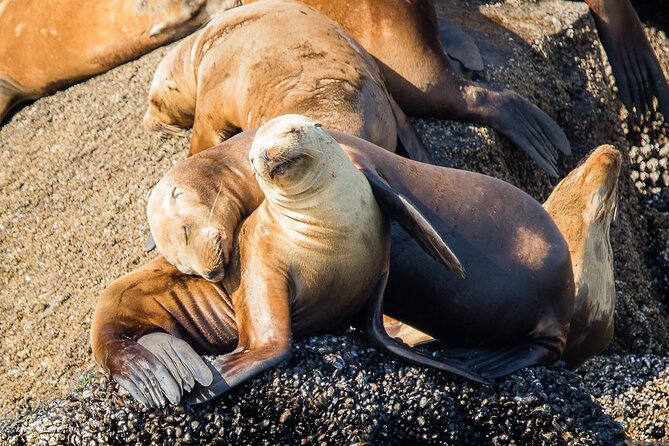San Diego Whale/Dolphin Watching Cruise Aboard Luxury Vessel - How the Crew Looks for Animals (and Why It Changes Your Experience)