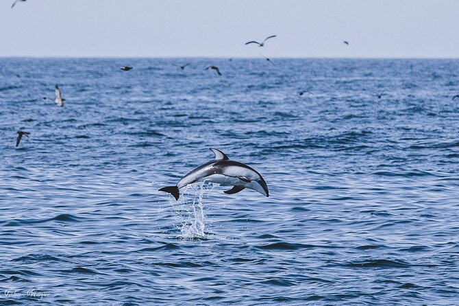 San Diego Whale/Dolphin Watching Cruise Aboard Luxury Vessel - Motion Sickness Reality Check: Prep Like a Pro