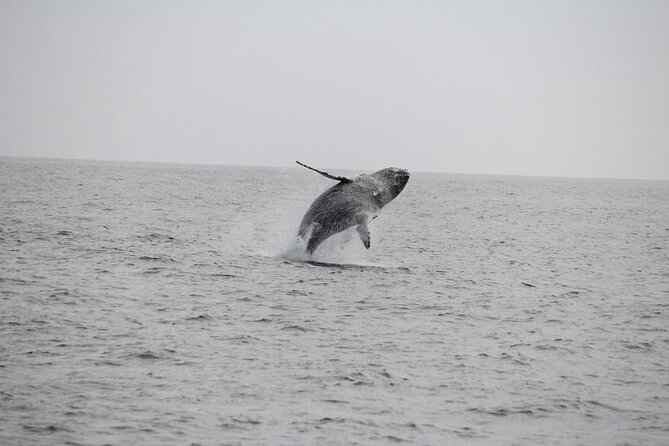 San Diego Whale/Dolphin Watching Cruise Aboard Luxury Vessel - Value at $76: Where the Money Actually Goes