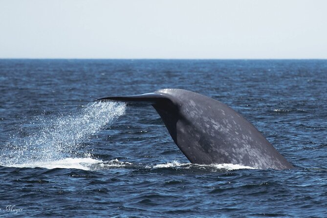 San Diego Whale/Dolphin Watching Cruise Aboard Luxury Vessel - The 3.5-Hour Wildlife Hunt: What “Stop” Really Feels Like