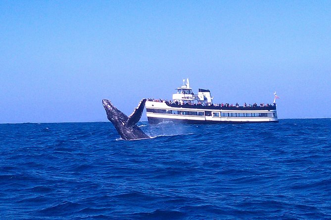 San Diego Whale Watching Cruise - Key Points Before You Go