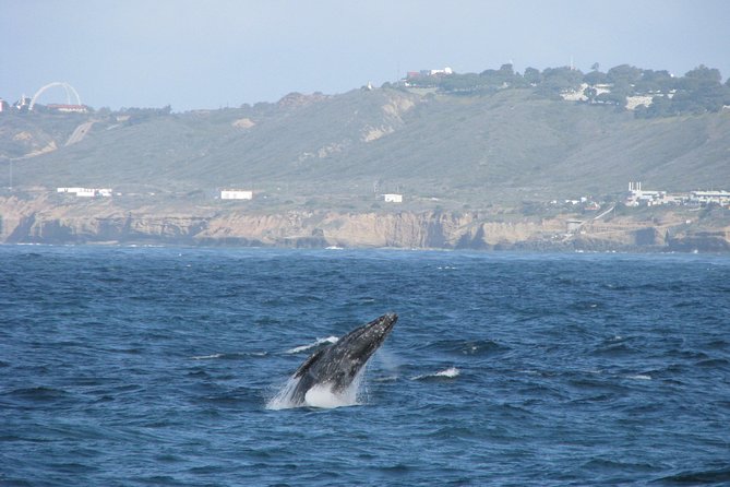 San Diego Whale Watching Cruise - Where to Meet at 990 N Harbor Dr (and What “30 Minutes Early” Really Means)