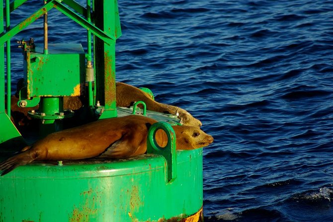 San Diego Whale Watching Cruise - Onboard Comfort: Indoor/Outdoor Seating and a Crew That Guides