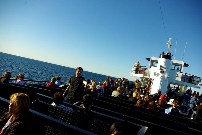 San Diego Whale Watching Cruise - What You’ll Look For: Gray Whales Plus a Whole Cast of Ocean Neighbors
