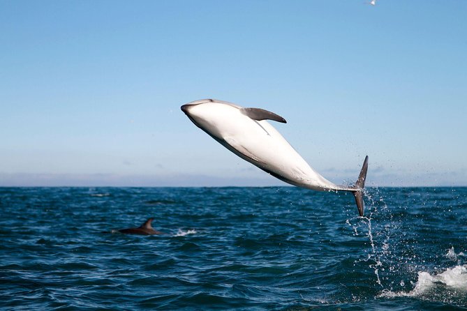 San Diego Whale Watching Cruise - The Real Itinerary: A San Diego Harbor Start and Time on the Water