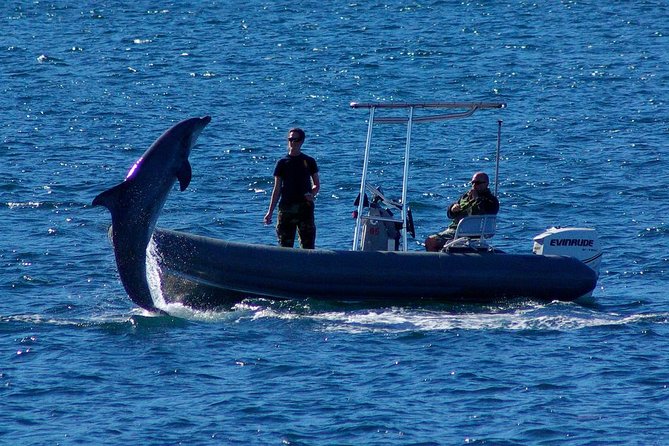 San Diego Whale Watching Cruise - Price and Value at $54: When This Feels Like a Deal