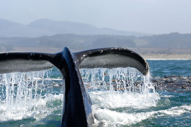 San Diego Whale Watching Cruise - Motion Sickness and Weather: The Two Things to Get Right