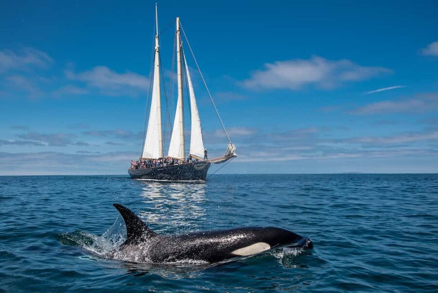San Diego: Whale Watching Cruise on the Yacht America - Key highlights worth your attention