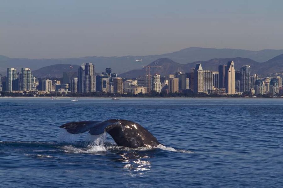 San Diego: Whale Watching Cruise on the Yacht America - Why Yacht America feels built for real wildlife spotting