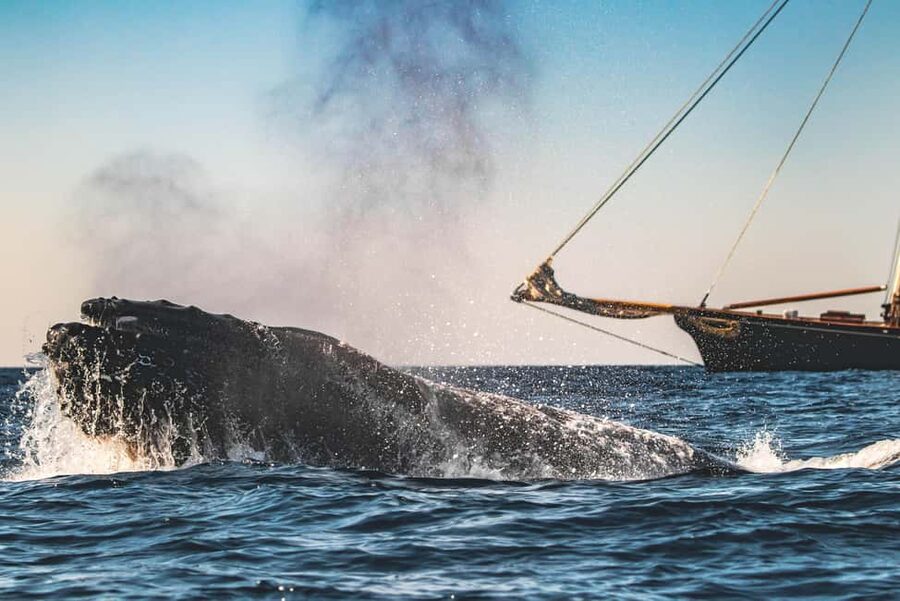 San Diego: Whale Watching Cruise on the Yacht America - The 4-hour cruise rhythm: what you do once you’re onboard