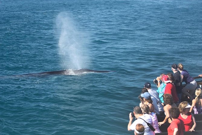 San Diego: Whale Watching Cruise - Seasonal Timing: What You’ll Be Doing For 2.5–3 Hours