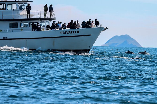 San Diego Whale Watching & Dolphin Cruise - Key Highlights That Matter (Not Just Nice Extras)