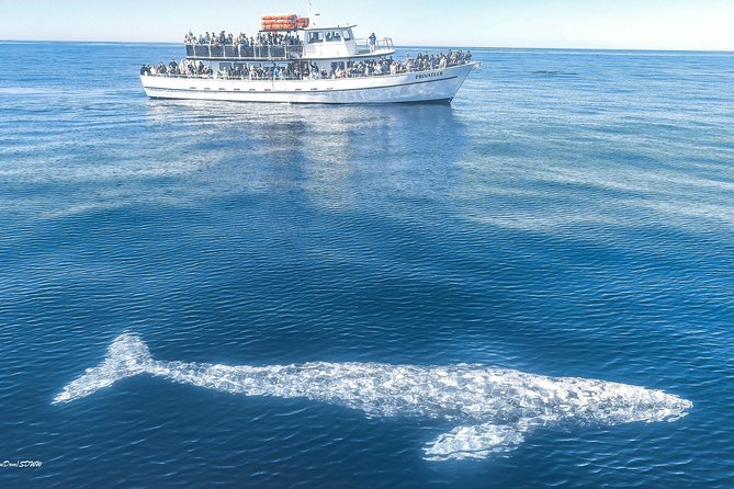 San Diego Whale Watching & Dolphin Cruise - What You Can See: Whales, Dolphins, and the Day-to-Day Reality