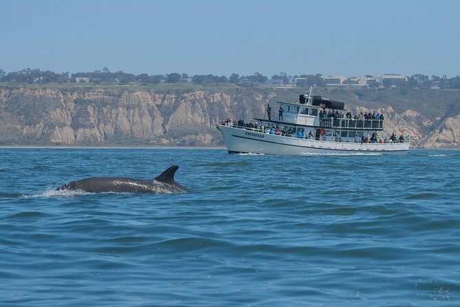 San Diego Whale Watching & Dolphin Cruise - The Scenic Passes You’ll Actually Notice from the Boat