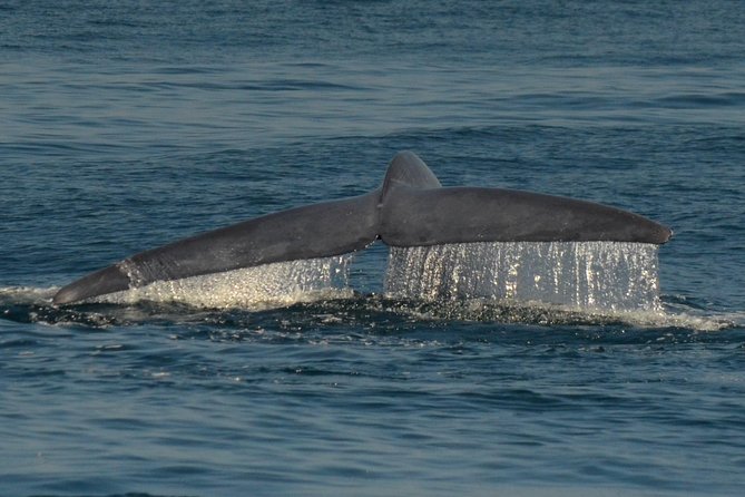 San Diego Whale Watching & Dolphin Cruise - Comfort on Deck: Layers, Seating Feel, and Onboard Amenities