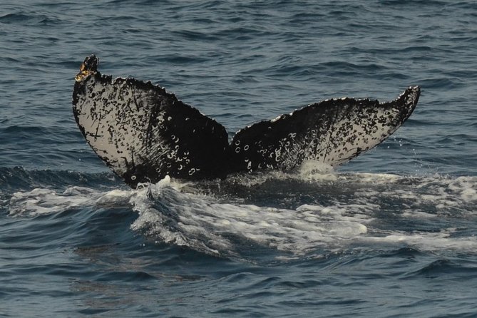 San Diego Whale Watching & Dolphin Cruise - Should You Book This San Diego Whale Watching Cruise?