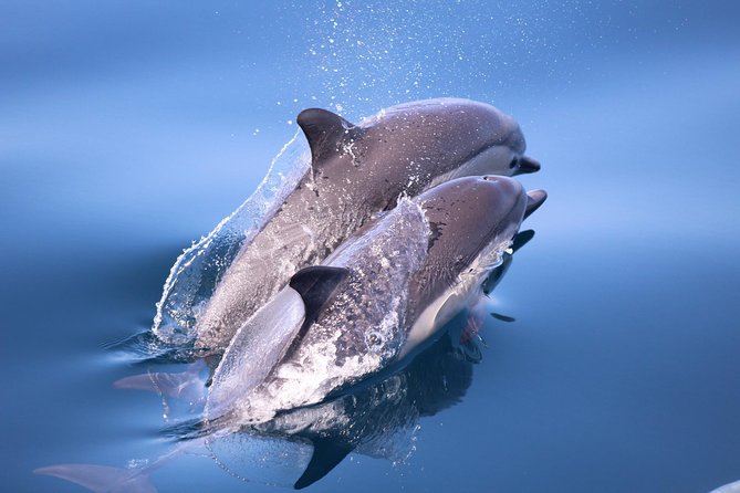 San Diego Whale Watching & Dolphin Cruise - Onboard Naturalists, Real-Time Calls, and the Sound System Reality