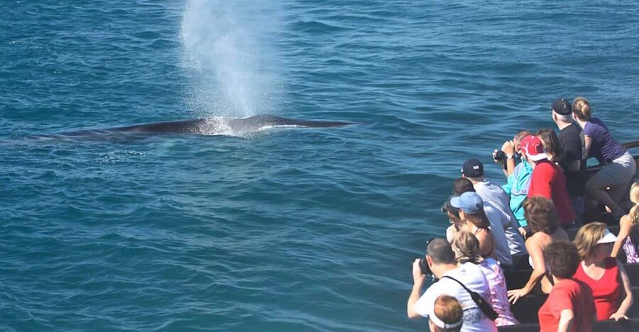 San Diego: Whale Watching Tour - Flagship Cruises & Events - Leaving San Diego Bay on a Two-Story Yacht You Can Actually Enjoy