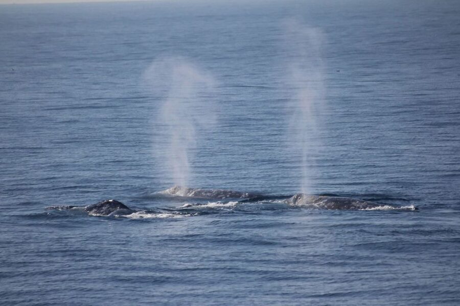 San Diego: Whale Watching Tour - Flagship Cruises & Events - Chasing Gray Whales Along the Migration Path (And Why Distance Changes)
