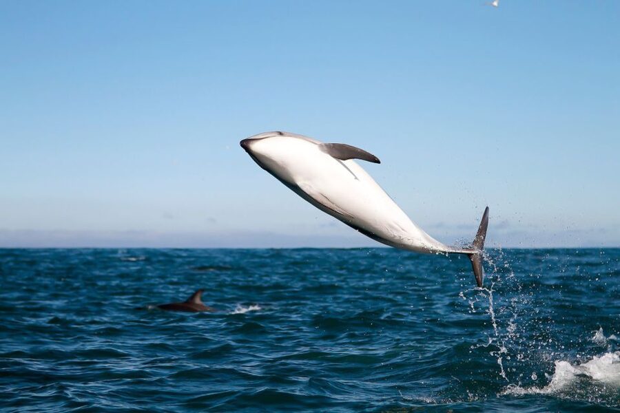 San Diego: Whale Watching Tour - Flagship Cruises & Events - Finding the Best Viewing Spots (Without Fighting the Crowd)