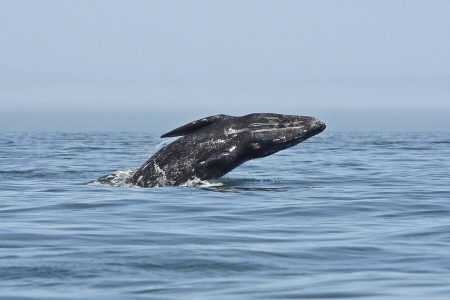 San Diego: Whale Watching Tour - Flagship Cruises & Events - Price and Value: Is $54 Worth It?