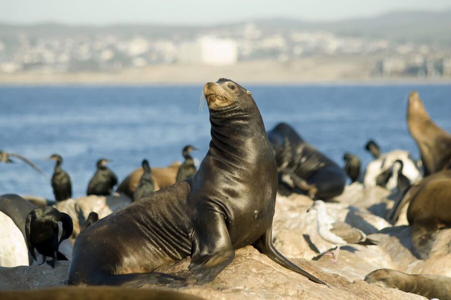 San Diego: Whale Watching Tour - Flagship Cruises & Events - Seasickness: The One Thing That Can Ruin the Trip