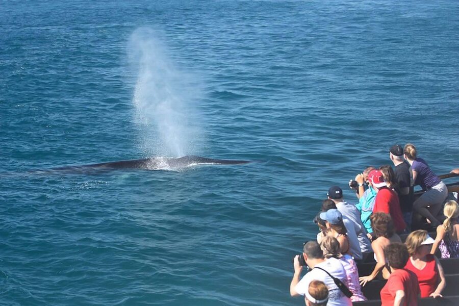 San Diego: Whale Watching Tour - Flagship Cruises & Events - Live Ocean Commentary: From Whale Behavior to Tiny Details You Can See