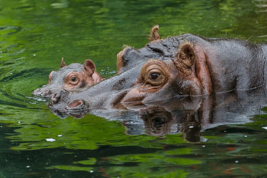 San Diego Zoo: 1-Day Admission Ticket - Key Highlights Worth Planning Around