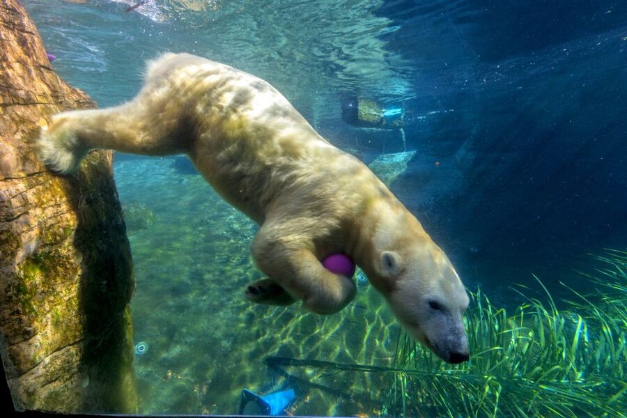 San Diego Zoo: 1-Day Admission Ticket - Price and Value: Is $76 a Smart Deal for a One-Day Zoo Hit?