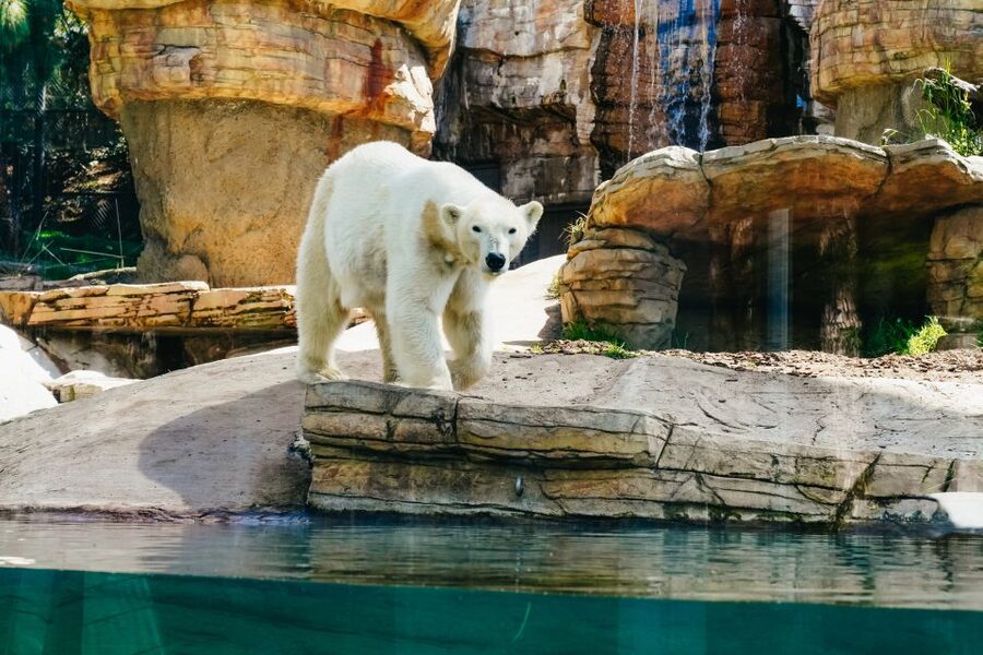 San Diego Zoo: 1-Day Admission Ticket - Enter Fast: Skip the Ticket Line and Use the Zoo’s Transit Smartly