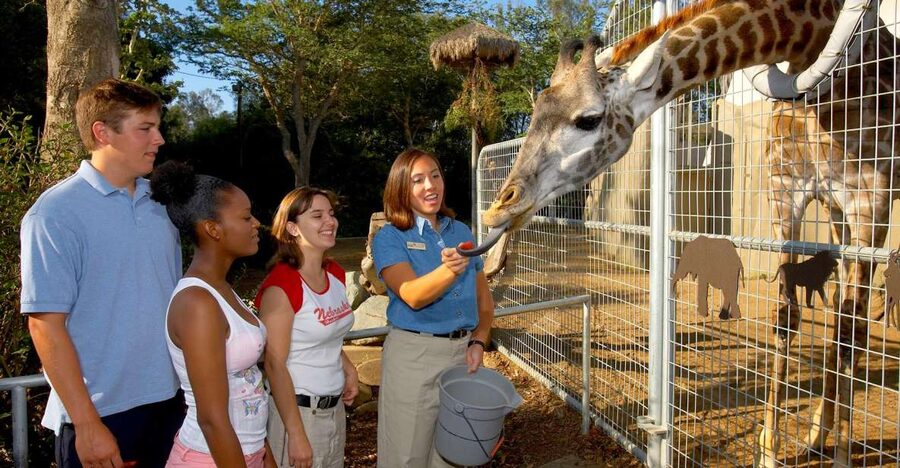 San Diego Zoo: 1-Day Admission Ticket - Polar Bear Plunge at Conrad Prebys Polar Bear Plunge: Close-Up Without the Feel-Good Corners