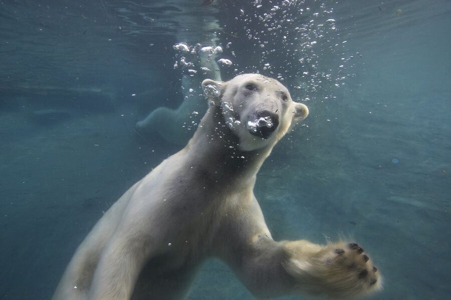 San Diego Zoo: 1-Day Admission Ticket - Africa Rocks: Where the Smaller Stars Keep Turning Up